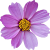 Kwiaciarnia-Ewa